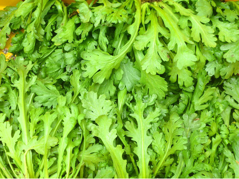 スッキリ！さっぱり！赤レタス1株＆レタス1株＆春菊300ｇ＆ラディシュ200ｇ＆白/赤コカブ10個
～農薬/化学肥料・不使用