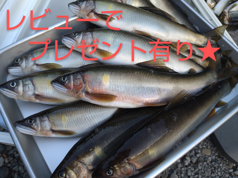 ★予約品★天然鮎20cm以上！600g 全国利き鮎会準グランプリ！海部川産 −60℃急速凍結