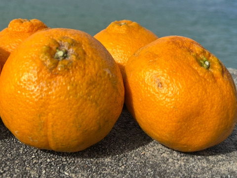 【プチプチ食感♪ しらぬい（デコポン同品種） 】【果汁に満足！】甘みが強く酸味が苦手な方も！しらぬいみかん約５㎏ 瀬戸内の離島より！果汁たっぷり品種をお届け✨