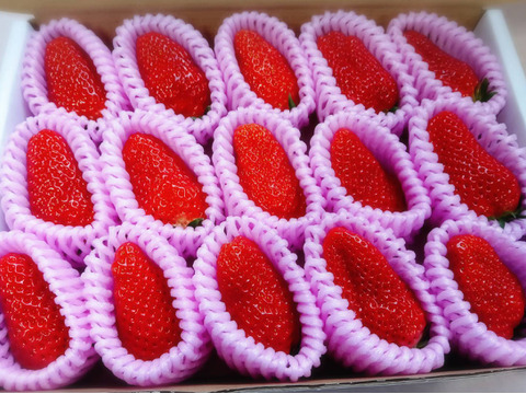 まるで宝石箱や〜！章姫イチゴ（ネット包装）