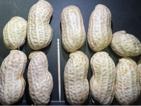 生落花生おおまさり1kg