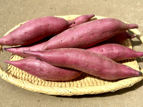 【新芋】サラリと溶けるホクホク系‼︎新品種「ゆきこまち」 Sサイズ 3キロ箱