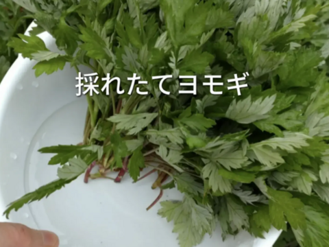 春先の柔らかなおまかせ野草セット🌿カラスノエンドウ、スギナ、ヨモギ、ハコベ、オオバコ、オオイヌフグリ、コツブツメクサ、カタバミ、その他 ※タイミングによって変化します※不用な野草はご連絡ください