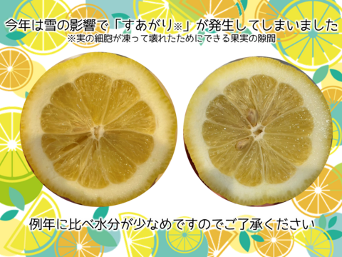 【訳あり】はじける香り！国産レモン『西浦れもん』2.2kg 防腐剤・ワックス不使用 仲屋 海瀬農園