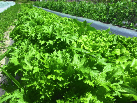 【夏ギフト】ピリッとスッキリ！わさび菜1k！～農薬/化学肥料・不使用