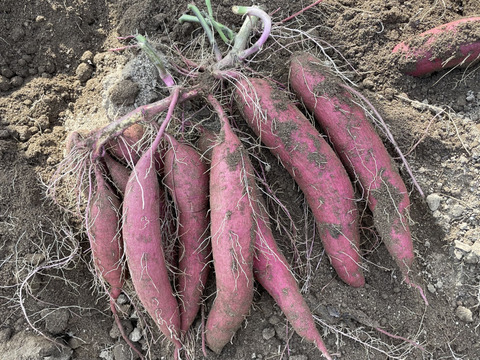 【農薬化学肥料不使用】さつまいも（シルクスイート）２キロ