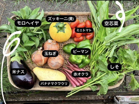 【数量限定】最旬の1品おまけ付！農薬不使用野菜セット(9品)/レシピ付き