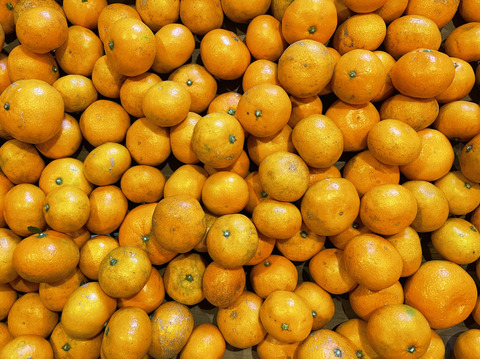 [訳あり]果皮も果肉やわらかジューシー甘味と程よい酸味の早生みかんサイズS S５㎏