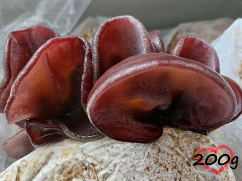 国産【生きくらげ】200g  真空パック包装 鳥取県産 八頭の木耳 きのこ キクラゲ ぷりぷり こりこりの食感 栄養たっぷり...♬