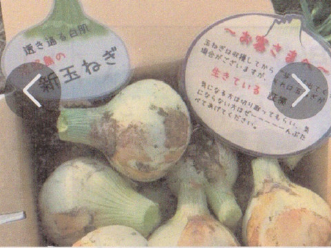 淡路産 新玉葱 ５Kg 箱入り　　サラダで美味しい