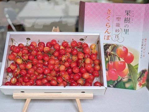さくらんぼ【佐藤錦】１ｋｇ
