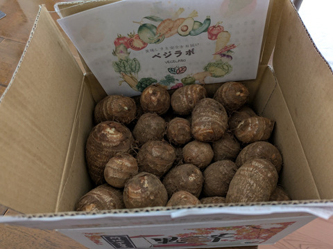 （Ｓ~２Ｌ）独特のぬめりとねばり！！さといもＳ~２Ｌサイズいろいろアソート（３Ｋｇ）