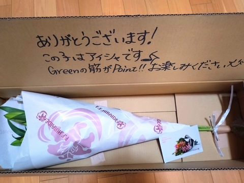 【年末向け含みます】アイシャ3輪3本束 ❤簡易包装❤　※年末のご予約締め切りは12月22日午前9時まで！！
