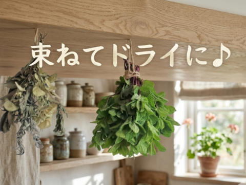 アップルミント🌿50本🌿ハーブ🌿りんごのような甘い香り🌿リラックス効果、消化促進、抗菌・抗炎症作用穏やかなメンソールでハーブティーや料理の風味付けに☆農薬、化学肥料、除草剤、動物性肥料等不使用