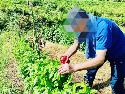 【朝取りフレッシュバジル！！】300ｇ農薬肥料不使用！！