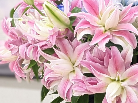 5～6月収穫後順次発送　八重ユリ3本　”ディアンサ”　優しいピンク 新潟県産ユリ切り花　 　※北海道・沖縄県配送不可※