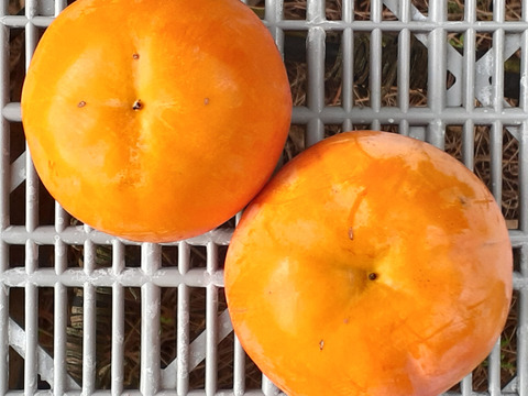 【甘柿の季節】いさはや柿(4㎏常温便)和歌山紀美野産