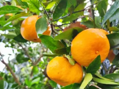 【数量限定☆希少の柑橘セット🎁】甘さいっぱい！お得いっぱい！野菜と果物詰め合わせ箱☆🥗🍠🥦＋みかん早香付き🍊🍋酸味は少なく甘さたっぷり！