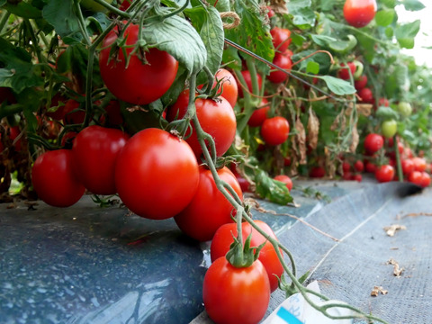 色鮮やか！リコピンいっぱいの国産イタリアントマトで作る冷凍トマトピューレ使い切りパッケージ250g　食品添加物、保存料、着色料不使用！
