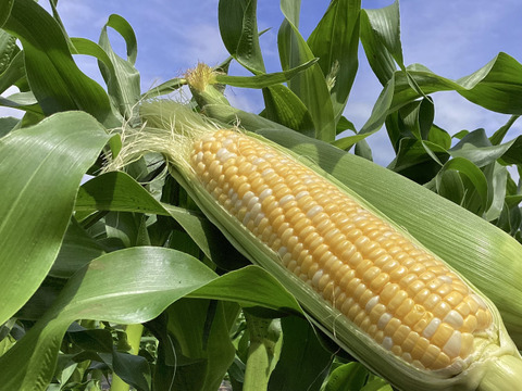 【夏ギフト】高糖度！人気の2品種食べ比べ(ドルチェ・恵味) とうもろこしセット4.5kg