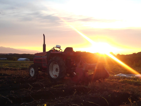 ＜うんまい！＞島かぼちゃ【８ｋｇ】