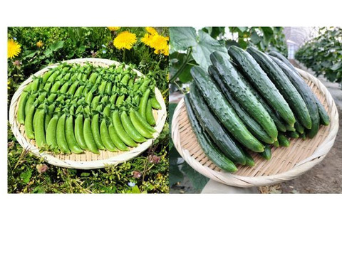 スナップエンドウ/キュウリのセット（約700g/12本）