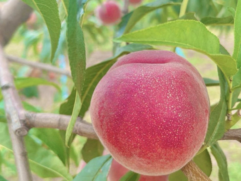 ワッサージャム 2個セット 260g ×2個 無添加