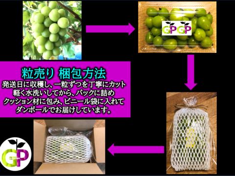 シャインマスカット系3種食べ比べ　『GREENS　グリーンズ』　500g×1P　朝採り新鮮！夏の終わりのブドウ祭り 只今２０％増量サービス中！！