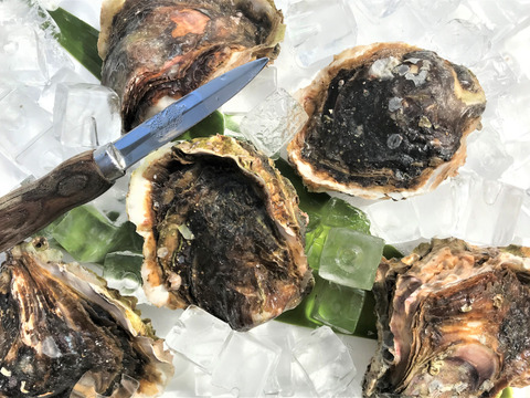 能登産　岩牡蠣（生食用）Mサイズ　10個　＜300g～400g/１個＞