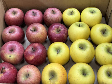 【極小玉・バラ詰め】サンふじ＆シナノゴールド🍎💛家庭用約3Kg🍎💛ハーフセット　毎日りんご　コスパ抜群　青森県産　数量限定
