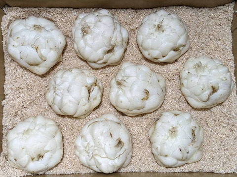 野菜ソムリエサミット最高金賞受賞！『幻のゆり根 月光』Ｌサイズ・18個(約2㎏)