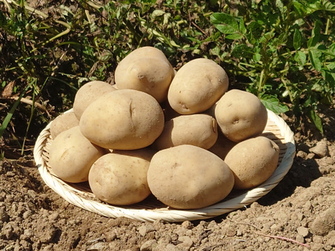 ★豊かな旨味とホクホク感！★十勝こがね(じゃがいも)(1kg)[化学農薬・化学肥料・除草剤不使用]