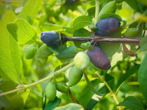 【ジャムづくりに】冷凍ハスカップ•1kg（品種ミックス） ※まとめ買い対応