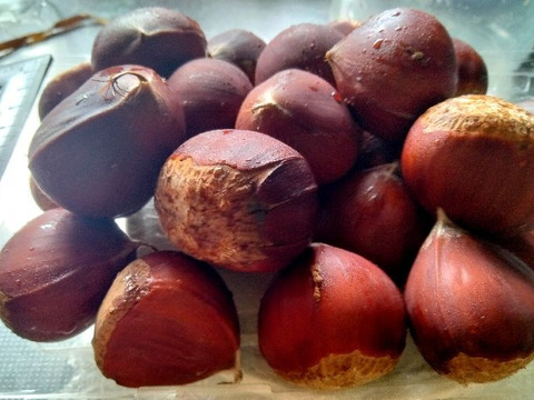 農薬不使用栽栽培　兵庫産　ホクホク甘い和栗（神鍋）　500ｇ②