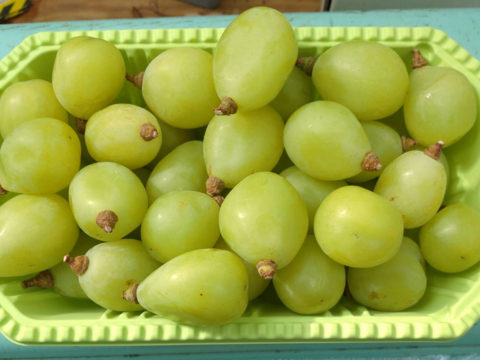 【訳あり】シャインマスカット 1kg(500ｇ×2パック)【バラ粒】