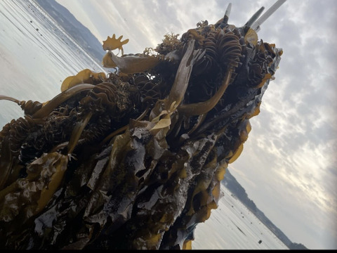 2026初物‼︎今が旬　三陸産生わかめ　発送日に収穫致します‼︎ 格安　南三陸産　生ワカメ嬉しい茎わかめ付き　1.5kg