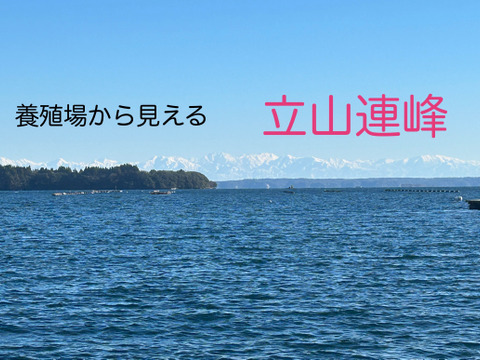 奥能登石川県穴水産　真牡蠣　約２．５キロ殻付き　容器：発泡スチロール　個数（約１５個前後）　里海の恵みで育った、旨味が詰まった美味しい真牡蠣（加熱用）
