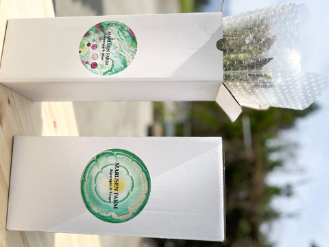 信州安曇野産　春芽アスパラガス　極太（２Ｌ以上）サイズ２kg