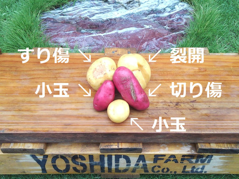 訳あり！＞一手間じゃがいも【20kg】：群馬県産のとうや｜食べ
