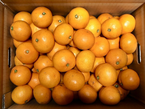 【まるでジュース！とろける甘さ】広島県産｢せとか｣ 5kg