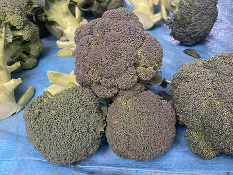 渥美半島産　カットブロッコリー