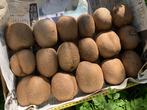 コロナ対策応援価格 極美味キウイフルーツ 梅 箱無し 1kg 約8 16個 愛知県産 食べチョク 農家 漁師の産直ネット通販 旬の食材を生産者直送