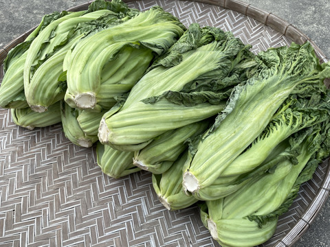 高菜漬けの最高峰！【生の三池高菜】11kg