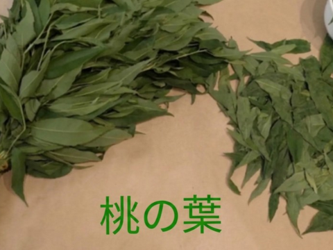 桃の葉（生葉）🌿300枚以上☆桃の葉風呂、手作り桃の葉ローション等に♪☆農薬、除草剤、化学肥料等不使用の桃の木の生葉☆自然栽培🌿ゆうパック🏣