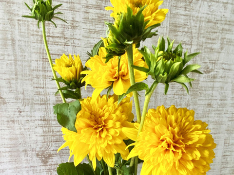 【5本（1本に約３つの花）まるで菊のようなヒマワリ（ロドンゴールド）