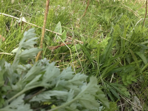 よもぎ生葉🌿60本（60苗）以上🌿１枚目の写真が約10本✕6🌿上から15cmの柔らかいヨモギ🌿和ハーブ🌿ヨモギ☆蓬☆畑横の人が通らない林の蓬🌿🏣ゆうパック