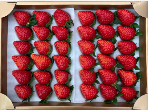 いちごの食べ比べセット　【要確認】1月から順次発送予定　　赤中赤中