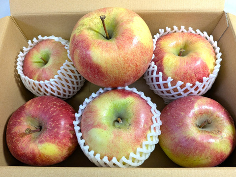 大玉希少品種！【美丘（みおか）】訳ありだけどたった６個で３kg超