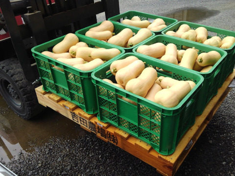 完熟バターナッツかぼちゃ　２０kg うんまい！＞バターナッツかぼちゃ【20kg】：群馬県産の