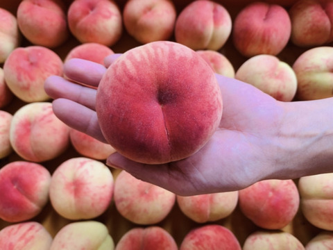 山形県産白桃　あかつき【小玉2キロ】